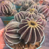 Uebelmannia pectinifera - BotanicalCollector