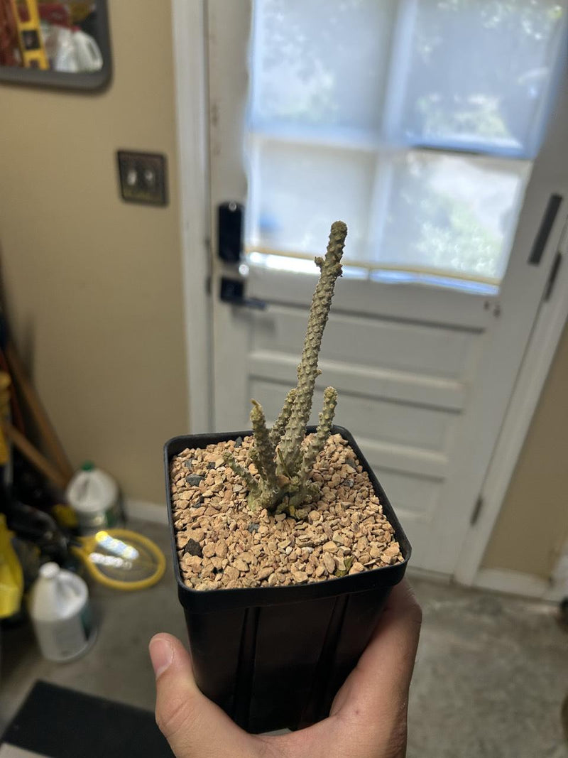 From the United States-Aftercare photo 1-BotanicalCollector