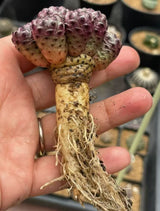 Sulcorebutia rauschii f. violacidermis
