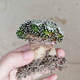 Mammillaria luethyi-Mammillaria-W6cm-第8张