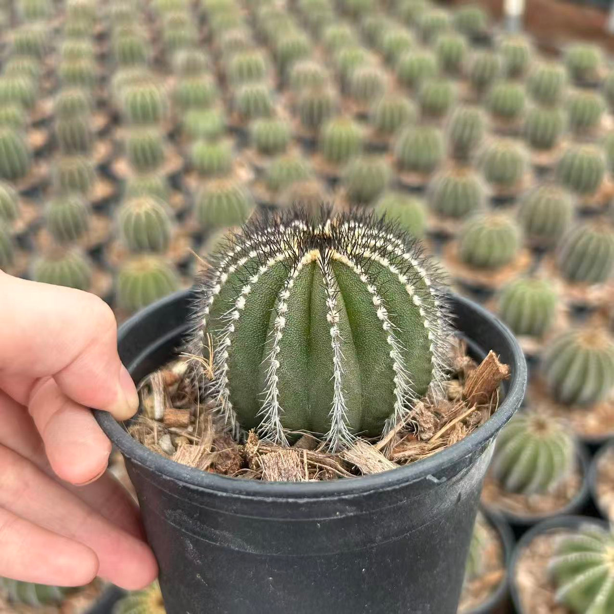 Uebelmannia pectinifera — Same Size Shipped, W6.5cm, Offset
