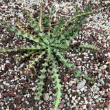 Euphorbia fanshawei-Euphorbia-Caudex2-3cm-image-3