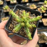 Euphorbia actinoclada-Euphorbia-W4-6cm&W8-10cm-image-4