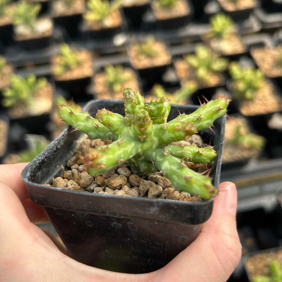 Euphorbia actinoclada-Euphorbia-W4-6cm&W8-10cm-image-5