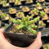 Euphorbia actinoclada-Euphorbia-W4-6cm&W8-10cm-image-5
