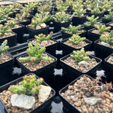 Euphorbia actinoclada-Euphorbia-W4-6cm&W8-10cm-image-6