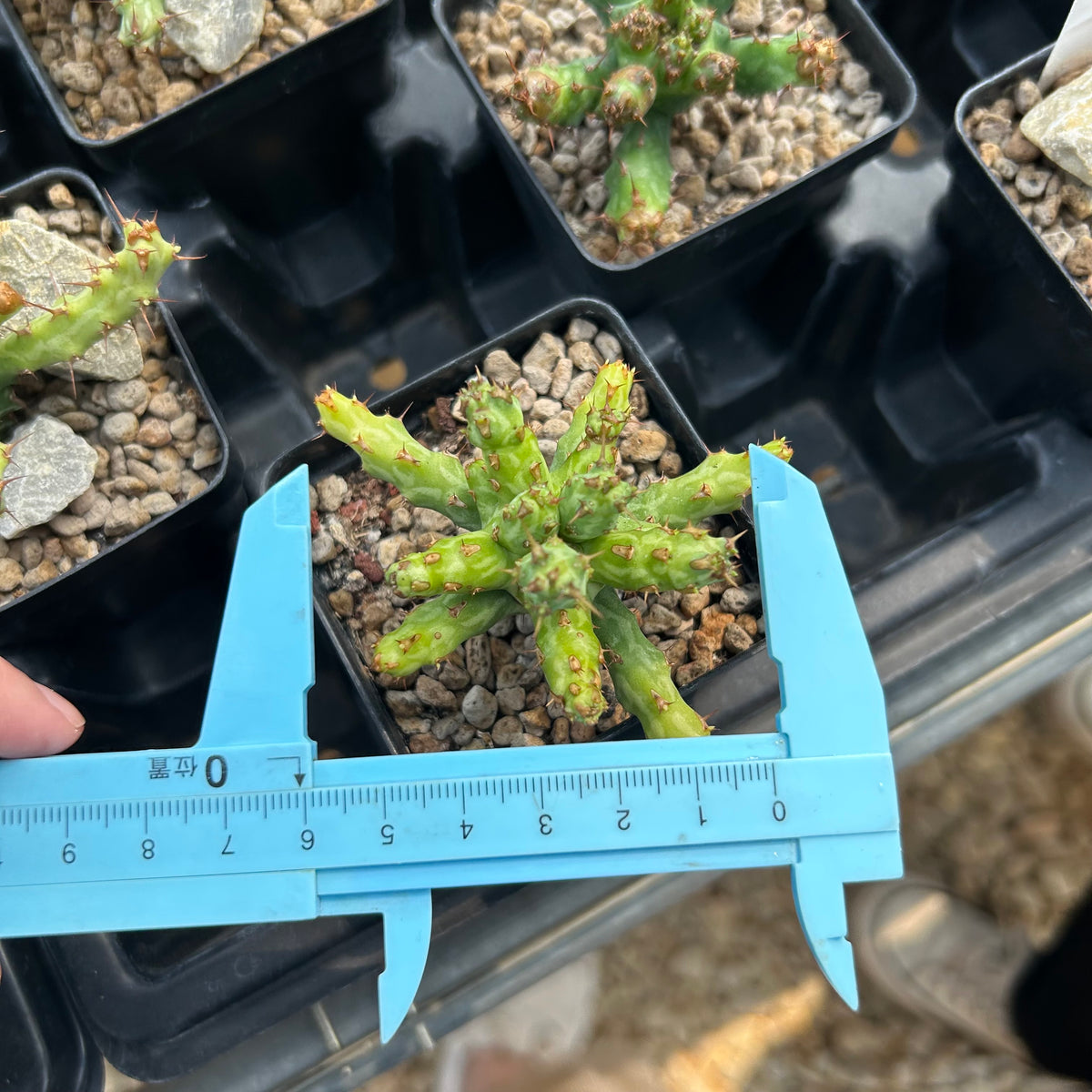Euphorbia actinoclada-Euphorbia-W4-6cm&W8-10cm-image-7