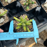Euphorbia actinoclada-Euphorbia-W4-6cm&W8-10cm-image-7
