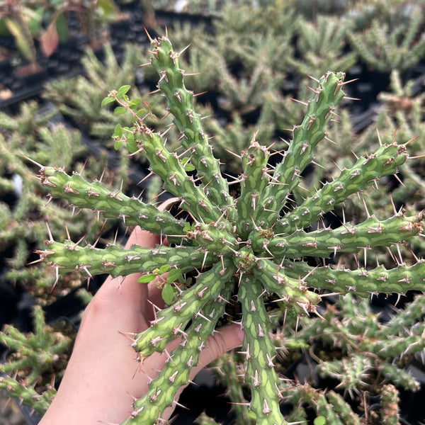 Euphorbia actinoclada-Euphorbia-W4-6cm&W8-10cm-image-9