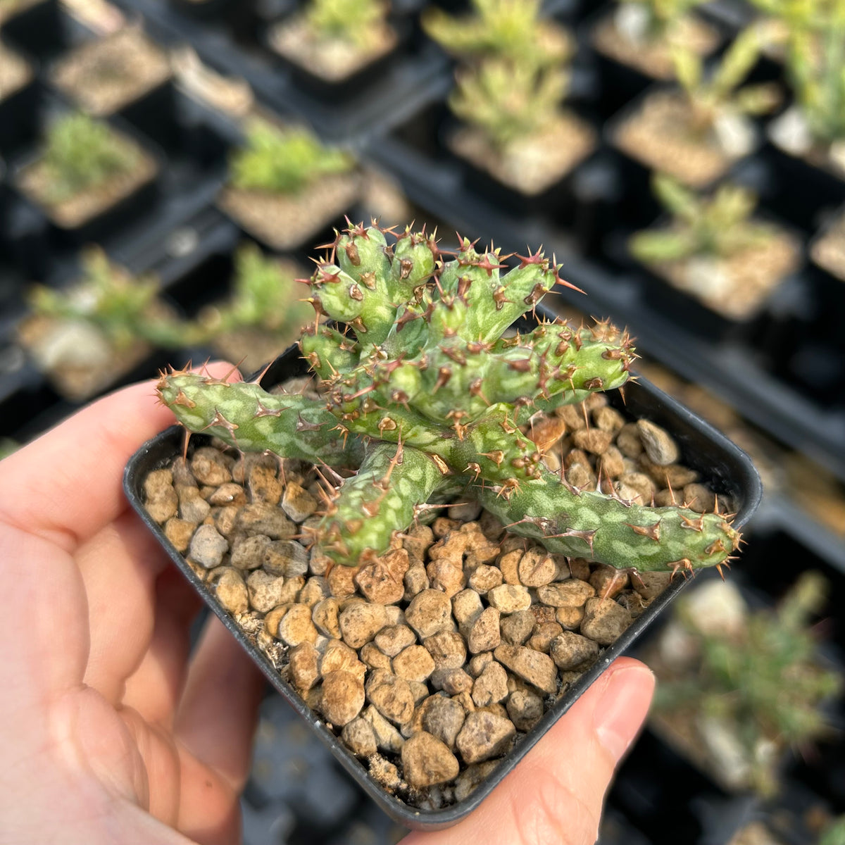 Euphorbia actinoclada-Euphorbia-W4-6cm&W8-10cm-image-1