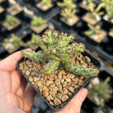 Euphorbia actinoclada-Euphorbia-W4-6cm&W8-10cm-image-1
