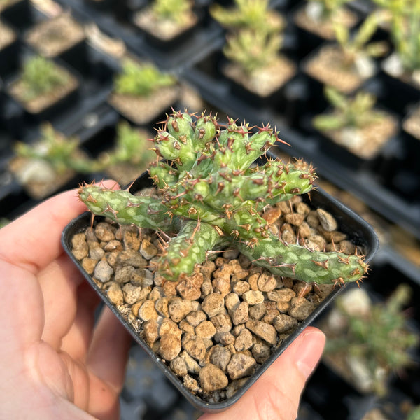 Euphorbia actinoclada - BotanicalCollector