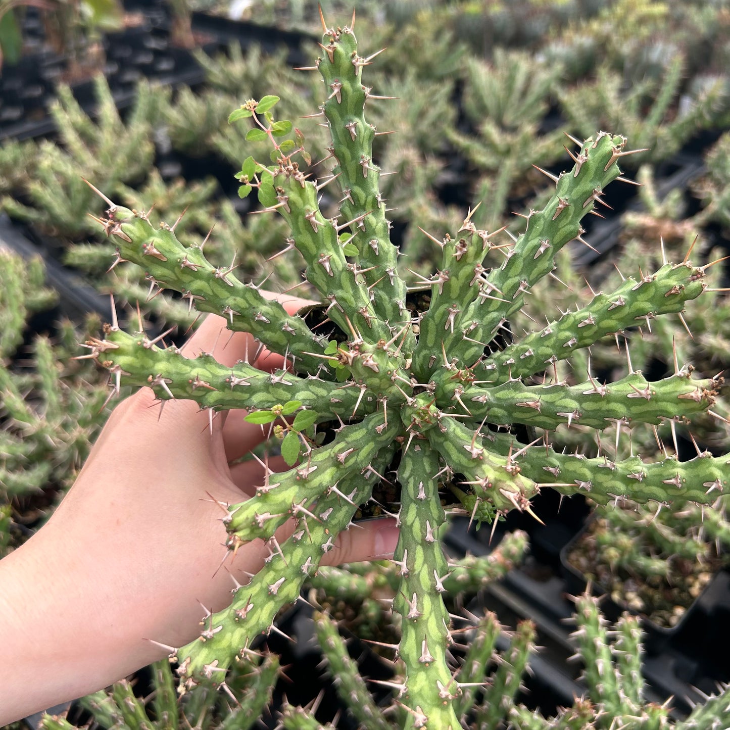 Euphorbia actinoclada | Seed-grown |  W8-10cm