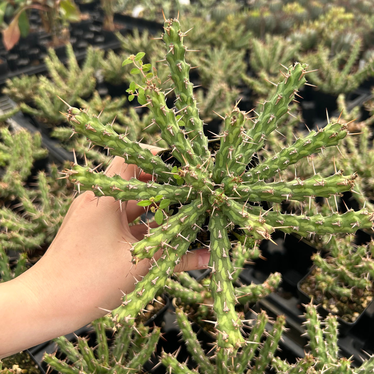 Euphorbia actinoclada-Euphorbia-W4-6cm&W8-10cm-image-12