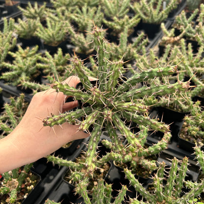 Euphorbia actinoclada | Seed-grown |  W8-10cm