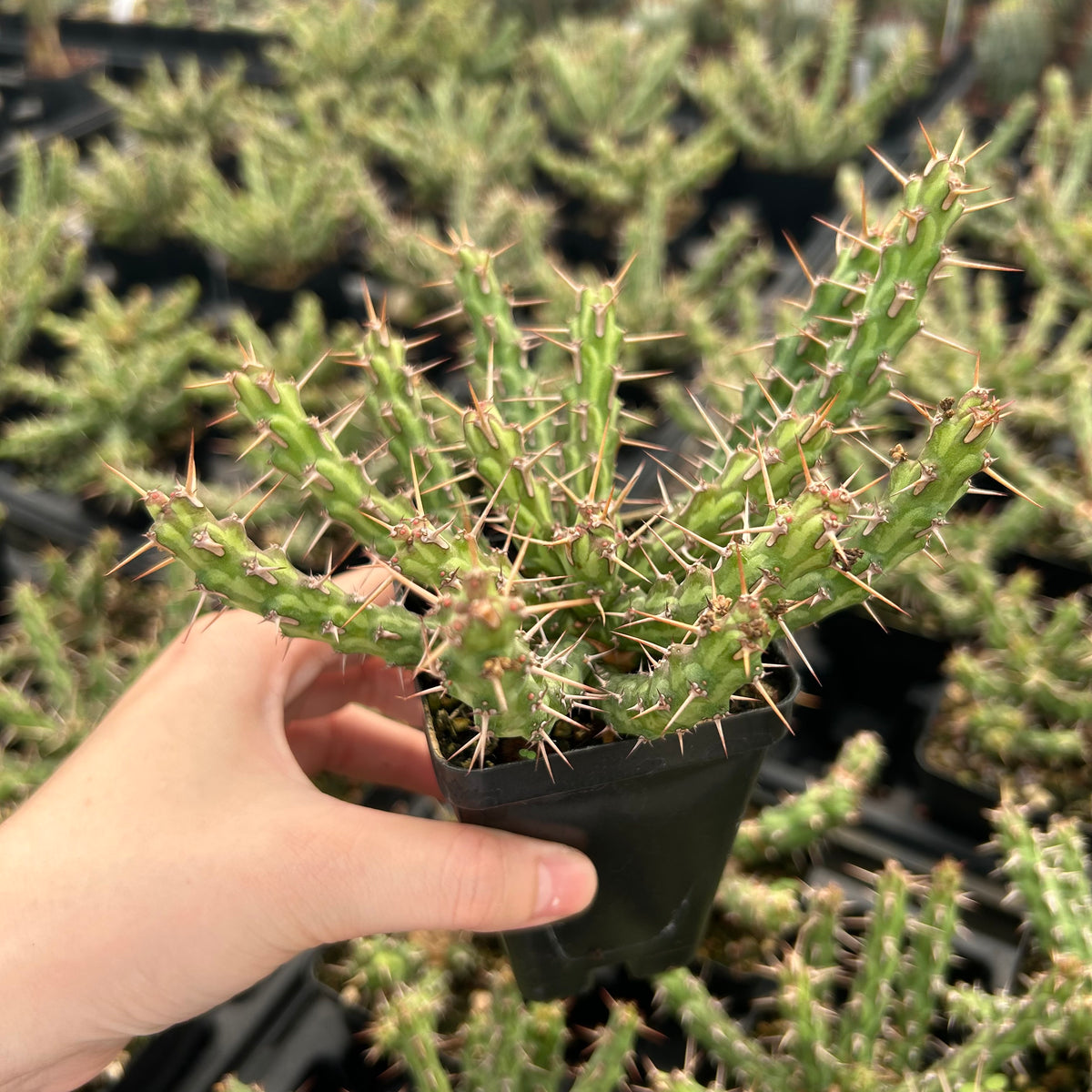 Euphorbia actinoclada-Euphorbia-W4-6cm&W8-10cm-image-14