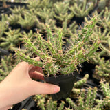 Euphorbia actinoclada-Euphorbia-W4-6cm&W8-10cm-image-14