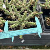 Euphorbia actinoclada-Euphorbia-W4-6cm&W8-10cm-image-15