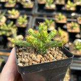Euphorbia actinoclada-Euphorbia-W4-6cm&W8-10cm-image-2