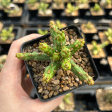Euphorbia actinoclada-Euphorbia-W4-6cm&W8-10cm-image-3