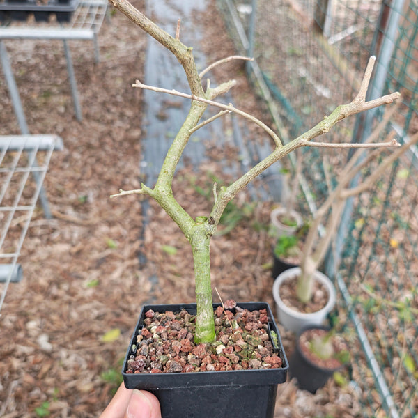 Euphorbia agatheae - BotanicalCollector