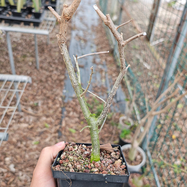 Euphorbia agatheae - BotanicalCollector