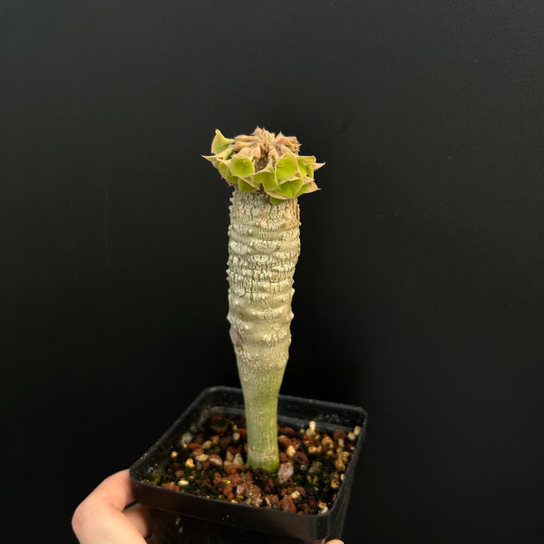 Euphorbia ankarensis - BotanicalCollector
