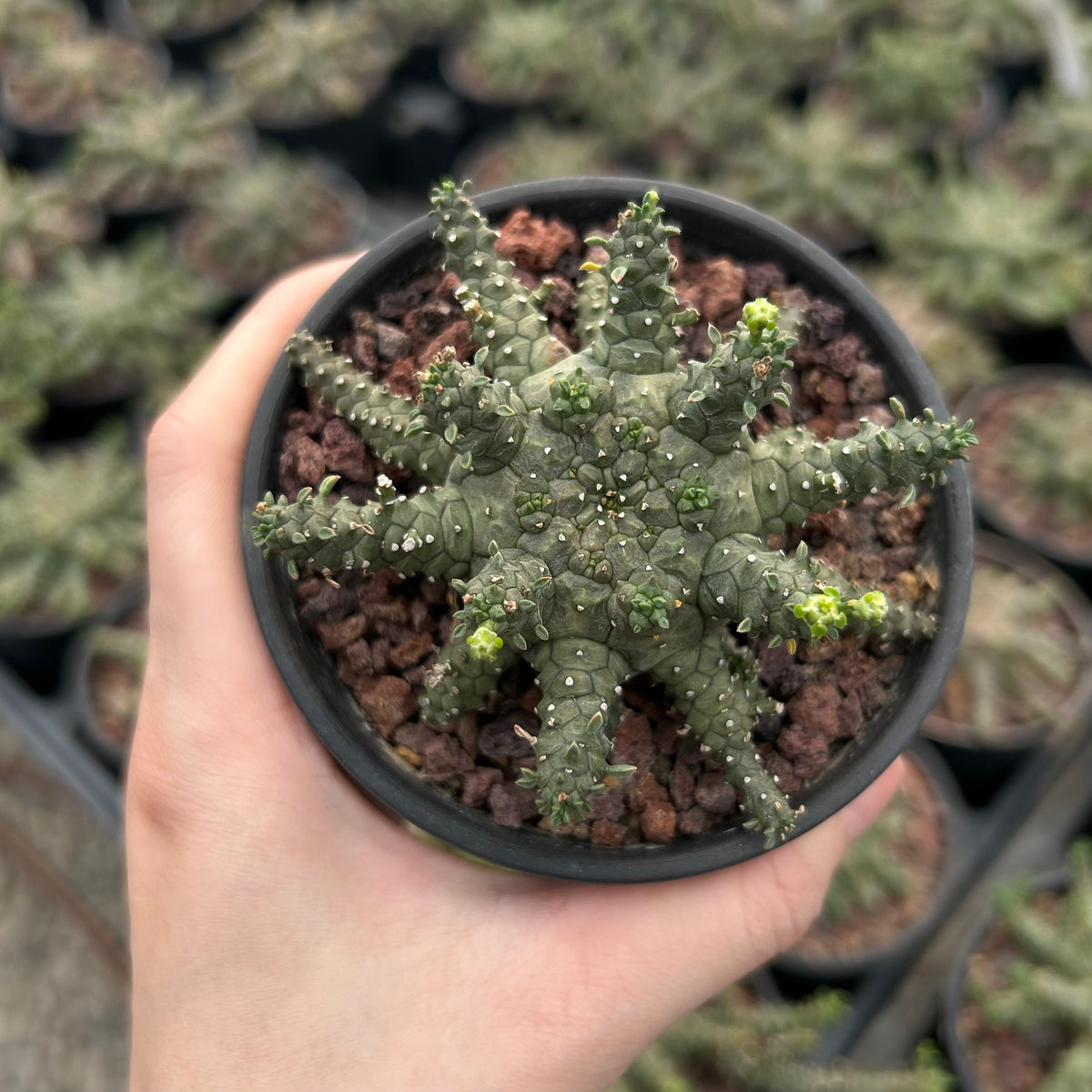 Euphorbia brevirama - BotanicalCollector