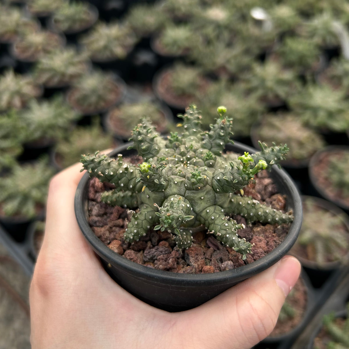 Euphorbia brevirama - BotanicalCollector