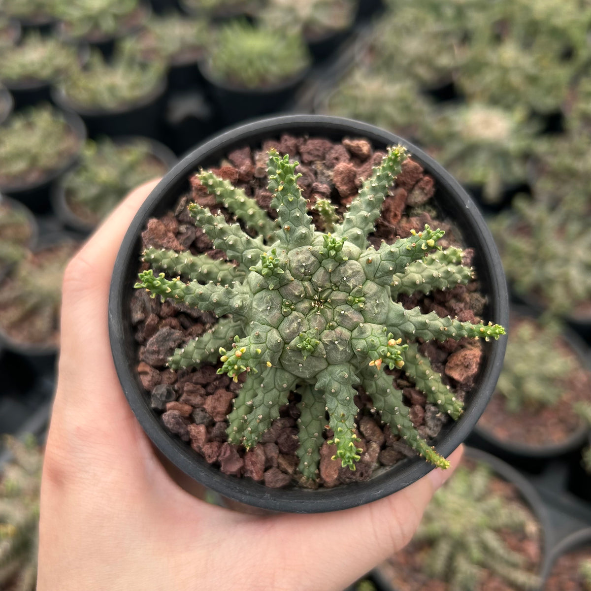 Euphorbia brevirama - BotanicalCollector