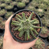 Euphorbia brevirama - BotanicalCollector