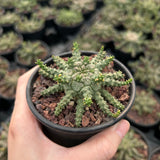 Euphorbia brevirama - BotanicalCollector