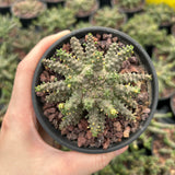 Euphorbia brevirama-Euphorbia-W8-12cm-image-11