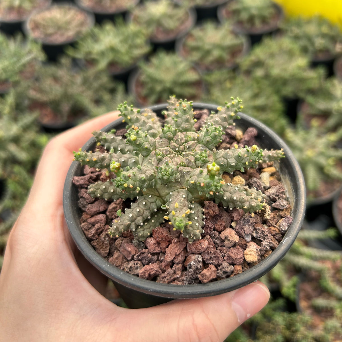Euphorbia brevirama - BotanicalCollector