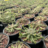 Euphorbia brevirama - BotanicalCollector