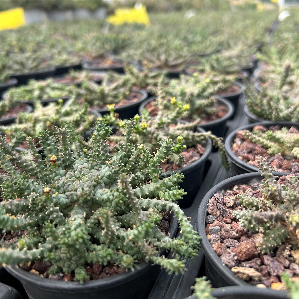 Euphorbia brevirama - BotanicalCollector