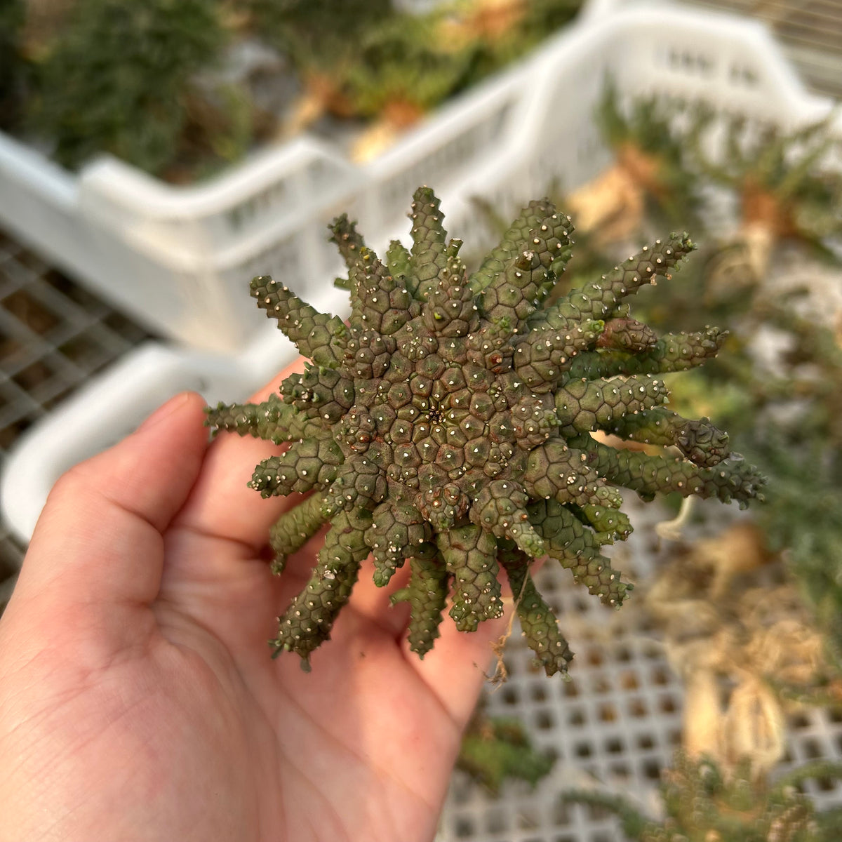 Euphorbia brevirama - BotanicalCollector