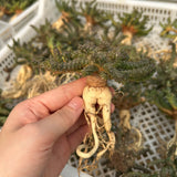 Euphorbia brevirama - BotanicalCollector