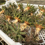 Euphorbia brevirama - BotanicalCollector