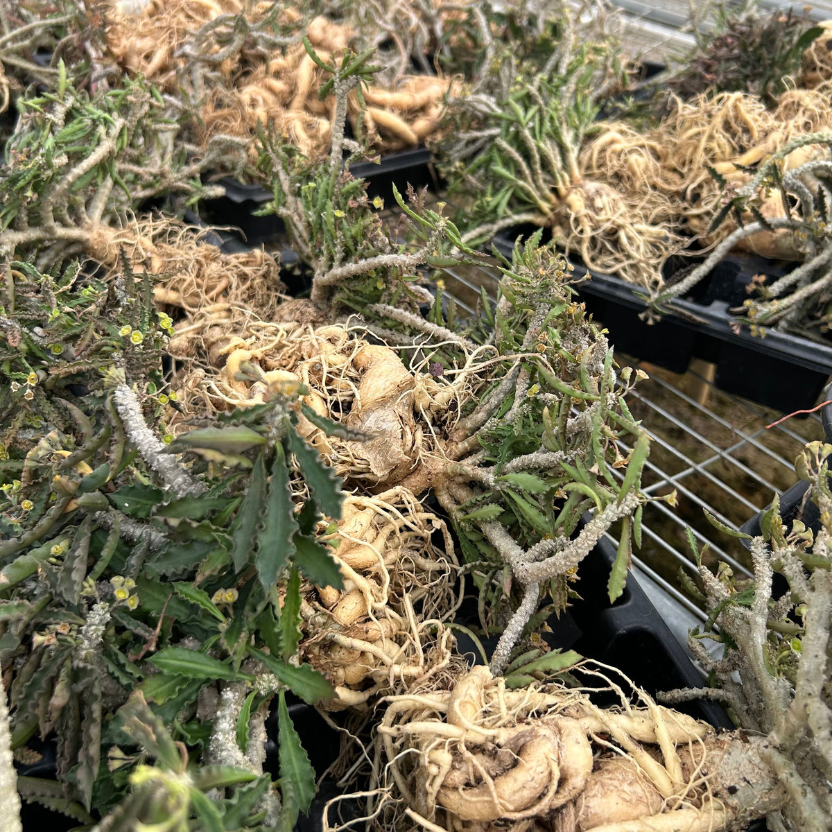 Euphorbia cap-saintemariensis-Euphorbia-H5-8cm&H15-20cm-image-5