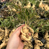 Euphorbia cap-saintemariensis-Euphorbia-H5-8cm&H15-20cm-image-8