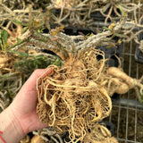Euphorbia cap-saintemariensis-Euphorbia-H5-8cm&H15-20cm-image-3