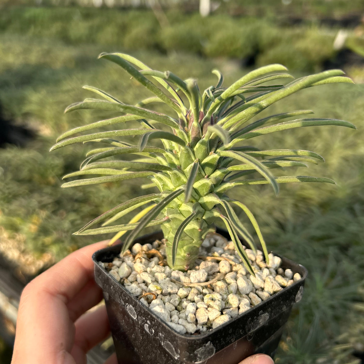 Euphorbia clandestina - BotanicalCollector