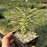 Euphorbia clandestina - BotanicalCollector