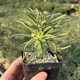 Euphorbia clandestina - BotanicalCollector