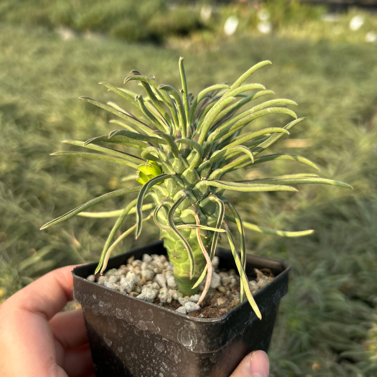 Euphorbia clandestina - BotanicalCollector