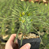 Euphorbia clandestina - BotanicalCollector