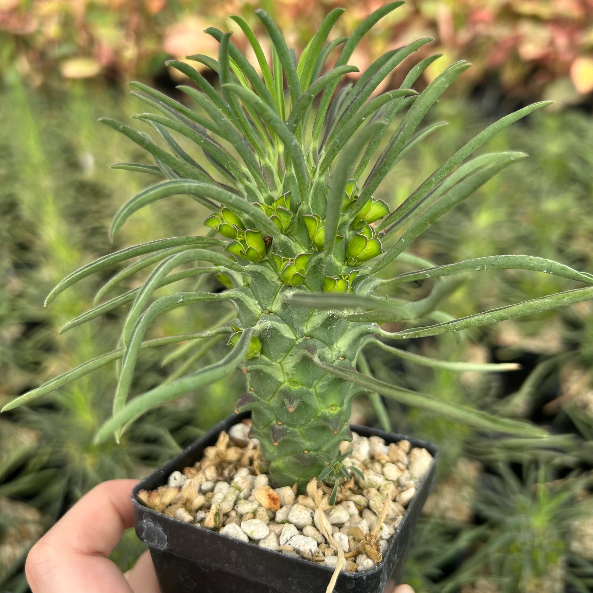 Euphorbia clandestina | Seed-grown | h4-6cm