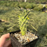 Euphorbia clandestina - BotanicalCollector