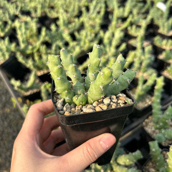 Euphorbia clivicola | Seed-grown | W4-6CM